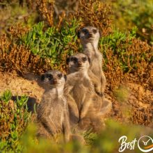 Meerkat Adventures in Oudtshoorn