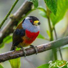 Bird Watching Guide and Seasons for Mindo Cloud Forest in Ecuador