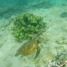 Oyster Stacks - Tide Times and Tips for Snorkeling at Ningaloo Reef