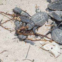 Turtle Watching Season & Tips - Playa Grande - Marino Las Baulas