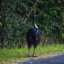 When and Where to Spot Cassowaries in Etty Bay and Beach and the Daintree – 9 Tips