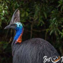 When and Where to Spot Cassowaries in Etty Bay and Beach and the Daintree – 9 Tips