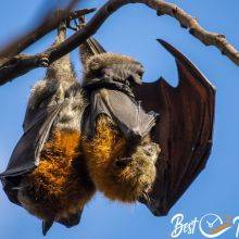 Flying Foxes, the Bat Colony at Yarra Bend Close to Melbourne