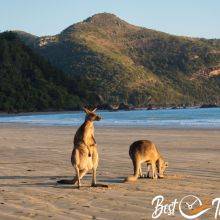 Where to See Kangaroos on the Beach? Cape Hillsborough - Sunrise, Tide Times and Tips