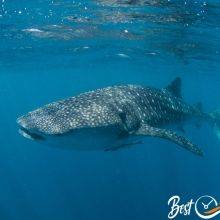 When and Where to Spot Whale Sharks and Manta Rays in the Maldives