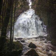 Nelson Falls at Lyell Highway in Tasmania
