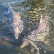 Tin Can Bay and all you need to know about dolphin feeding in the morning