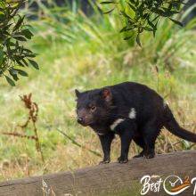 The Tasmanian Devil in the Trowunna Wildlife Park Next to Cradle Mountain