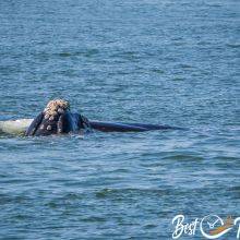 De Hoop - An Important Whale Nursery & the Most Beautiful Reserve on Earth