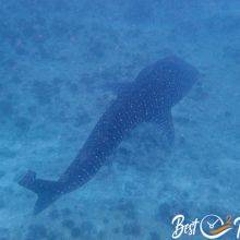 When and Where to Spot Whale Sharks and Manta Rays in the Maldives