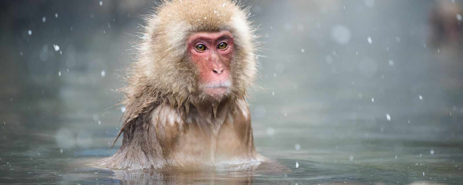 Snow Monkeys in Hot Springs - Jigokudani in Japan - Best Time