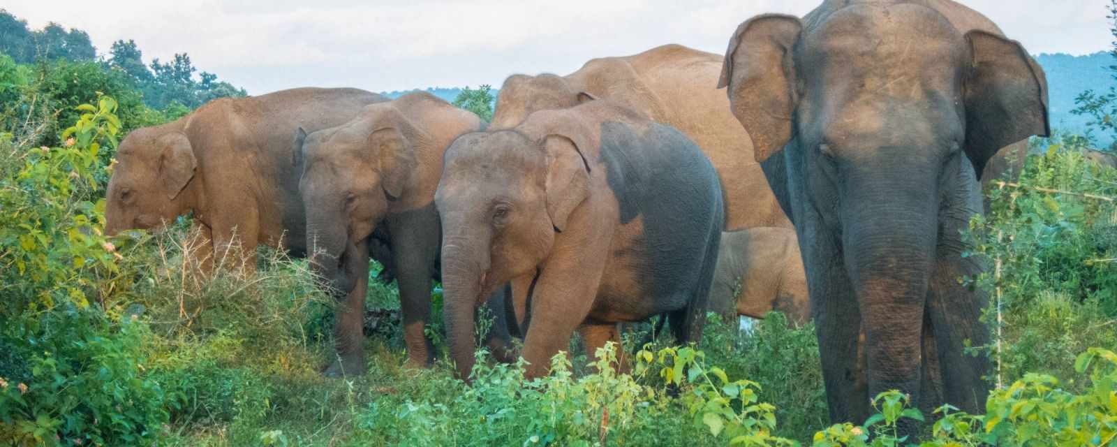 Elephant Gathering in Minneriya National Park