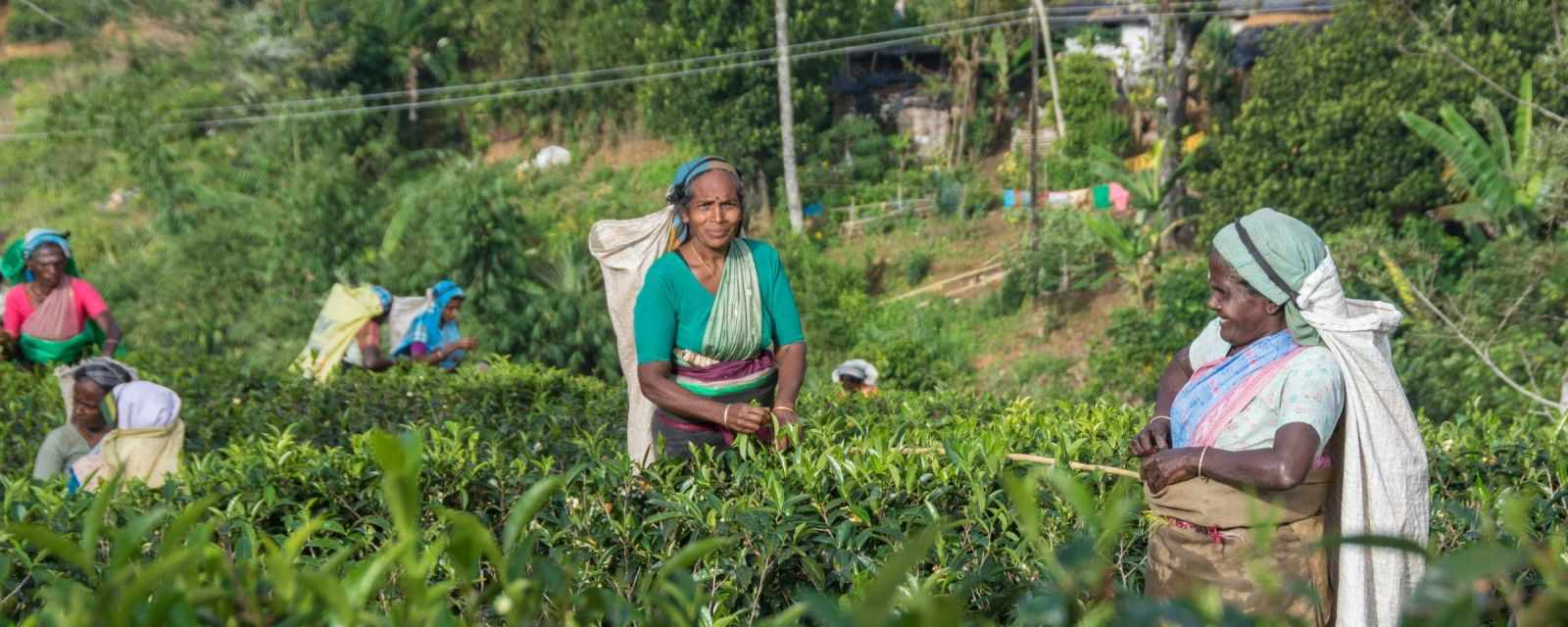 Tea Plantations in Nuwara Eliya