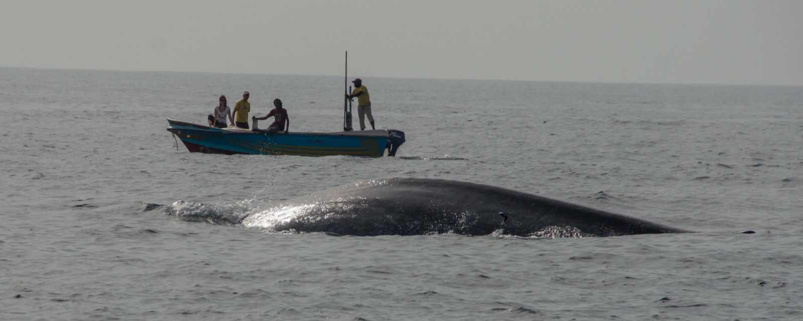 Whale Watching - Blue Whales from Mirissa in Sri Lanka