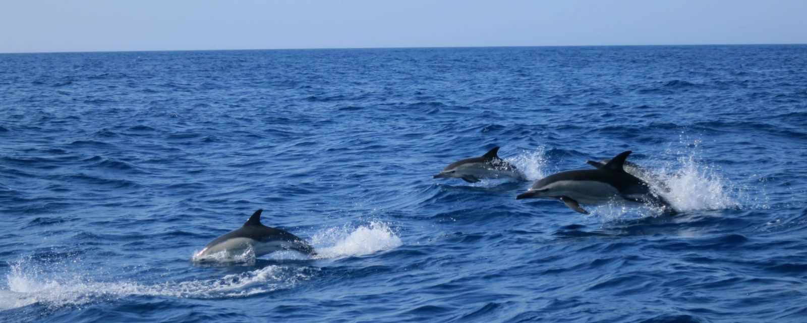 Tips and Guide for Dolphin Watching Algarve from Albufeira and Lagos