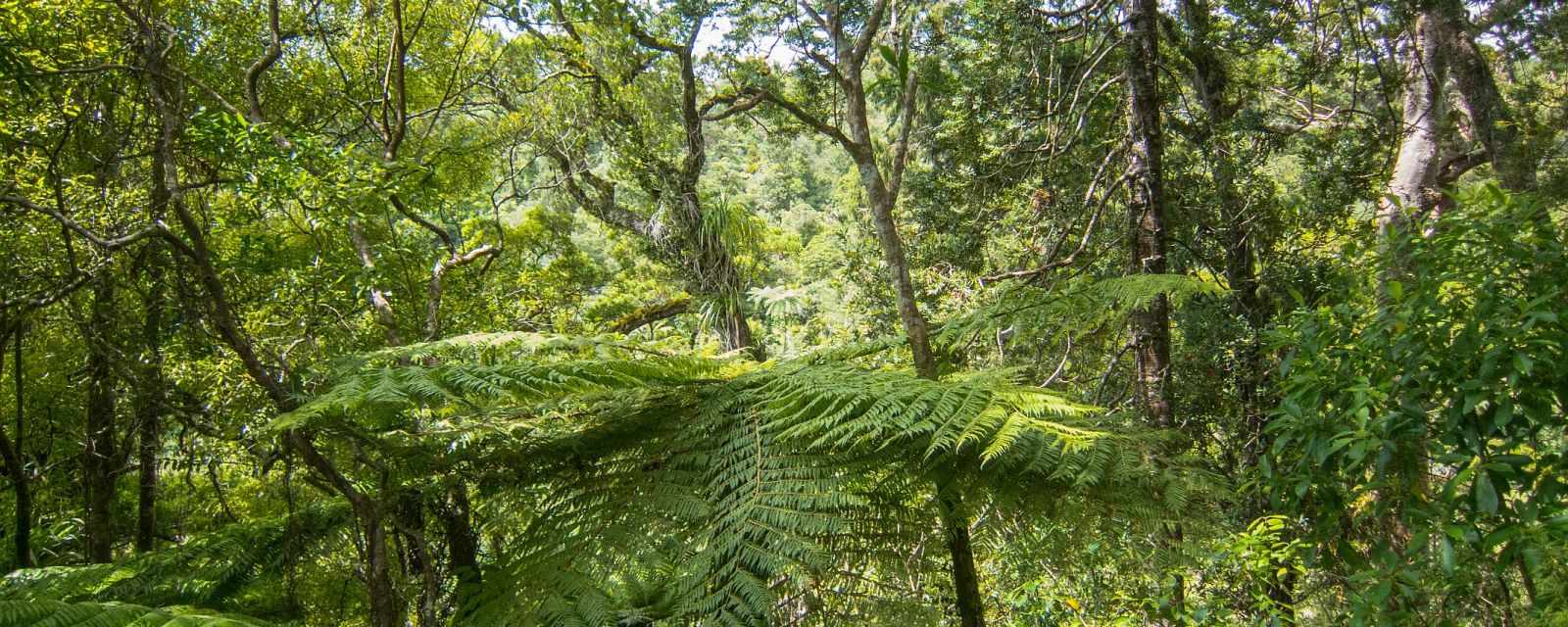 Fairy Falls at Waitakere Ranges