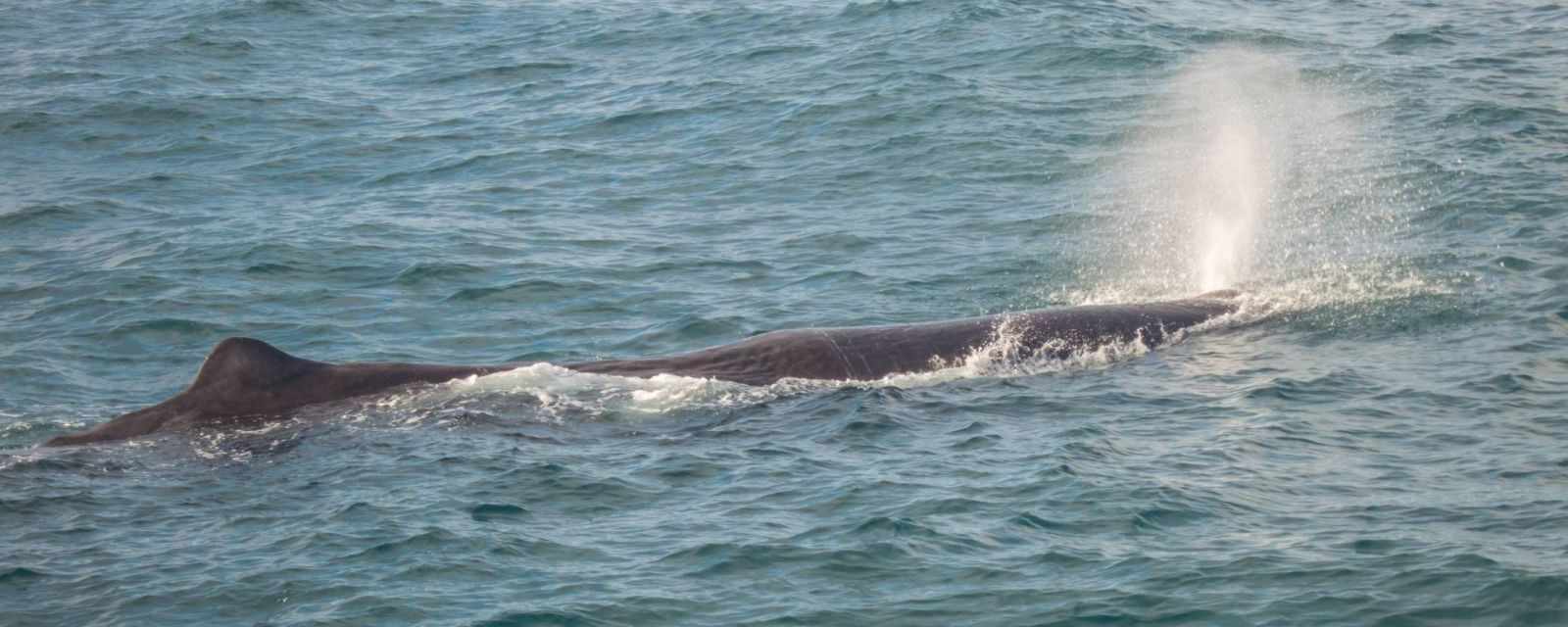 Whale and Dolphin Watching Seasons for Kaikoura