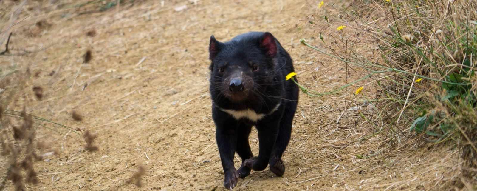 The Tasmanian Devil in the Trowunna Wildlife Park Next to Cradle Mountain