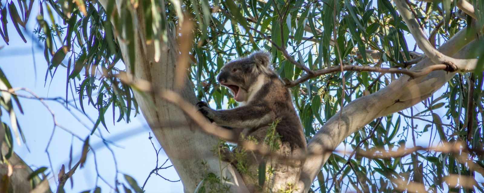 Koalas Along the Great Ocean Road