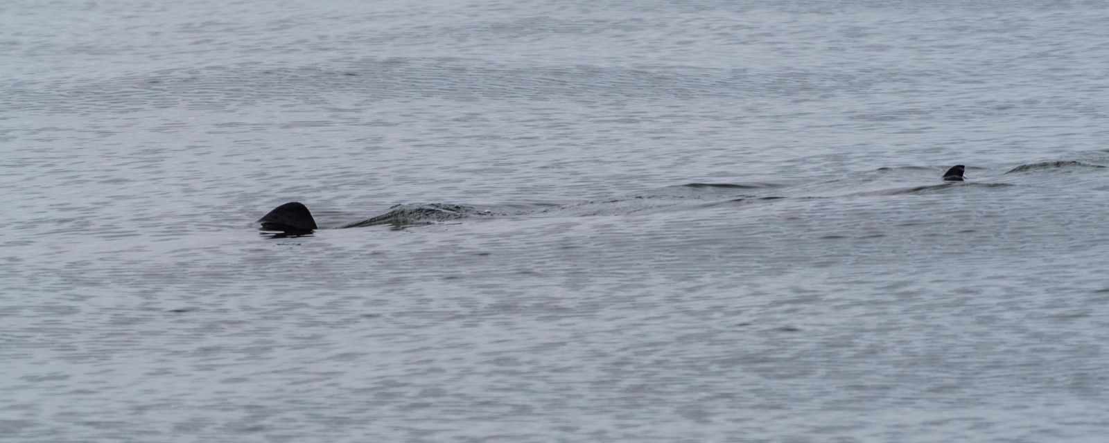 Basking Sharks in Scotland