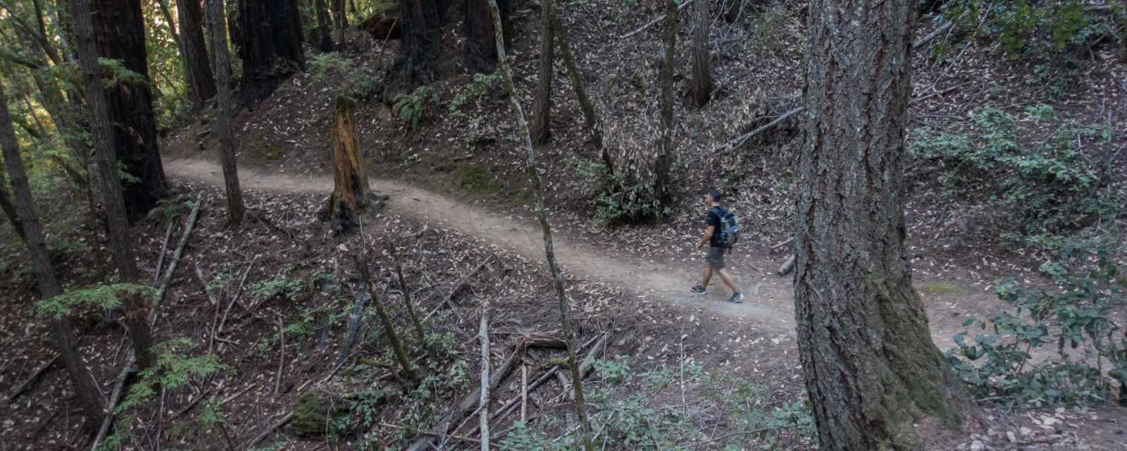 Day Trip to the Big Basin Redwoods Best Time 2 Visit Weather and