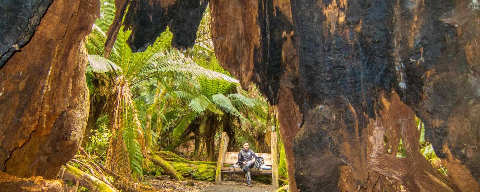 Blue Tier Giant in Tasmania - The Widest Living Tree in Australia