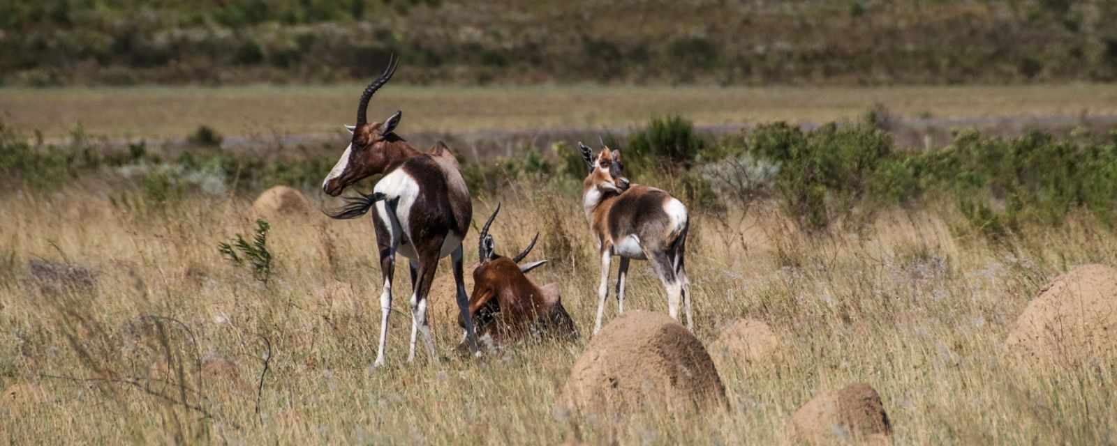 Bontebok National Park in Swellendam