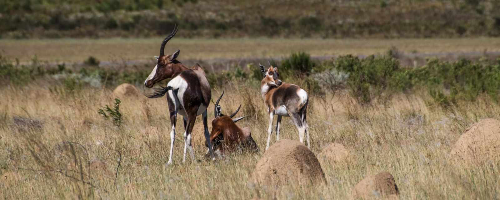 Bontebok National Park in Swellendam