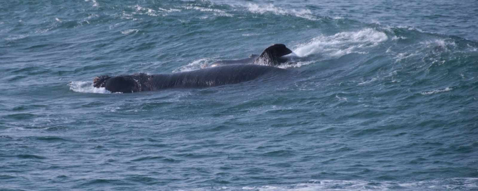 Southern Right Whales from Gansbaai to Klipgat Cave