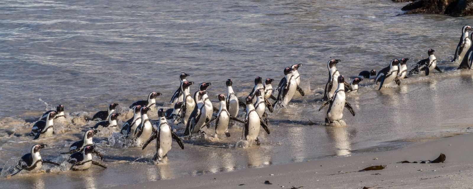 Hundreds of penguins coming back to their nests in the late afternoon