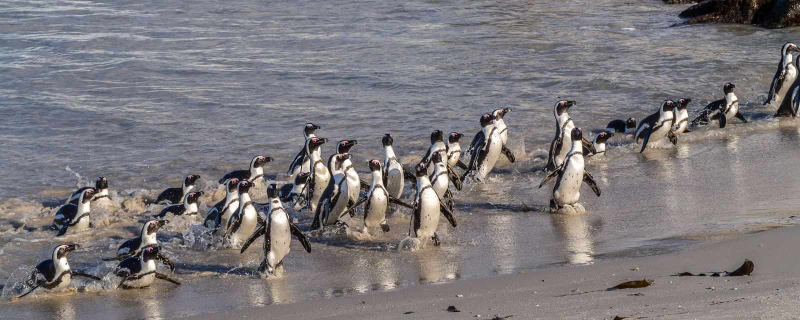 Best Time and Tips to See 1000 Penguins at Boulders Beach in Cape Town