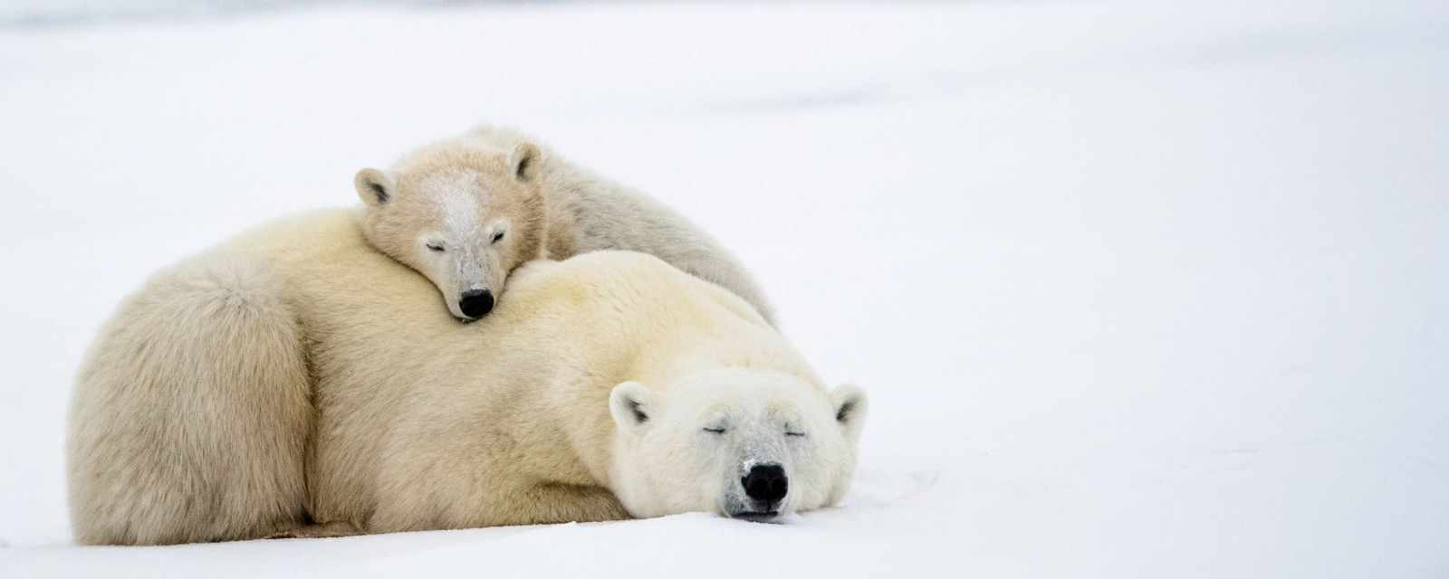 Churchill Polar Bears in Canada