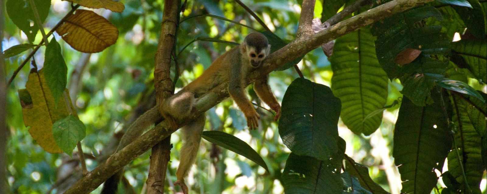 The Breathtaking Manuel Antonio National Park