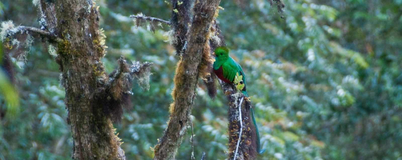 Tips to Spot the Quetzal in the Parque Nacional Los Quetzales