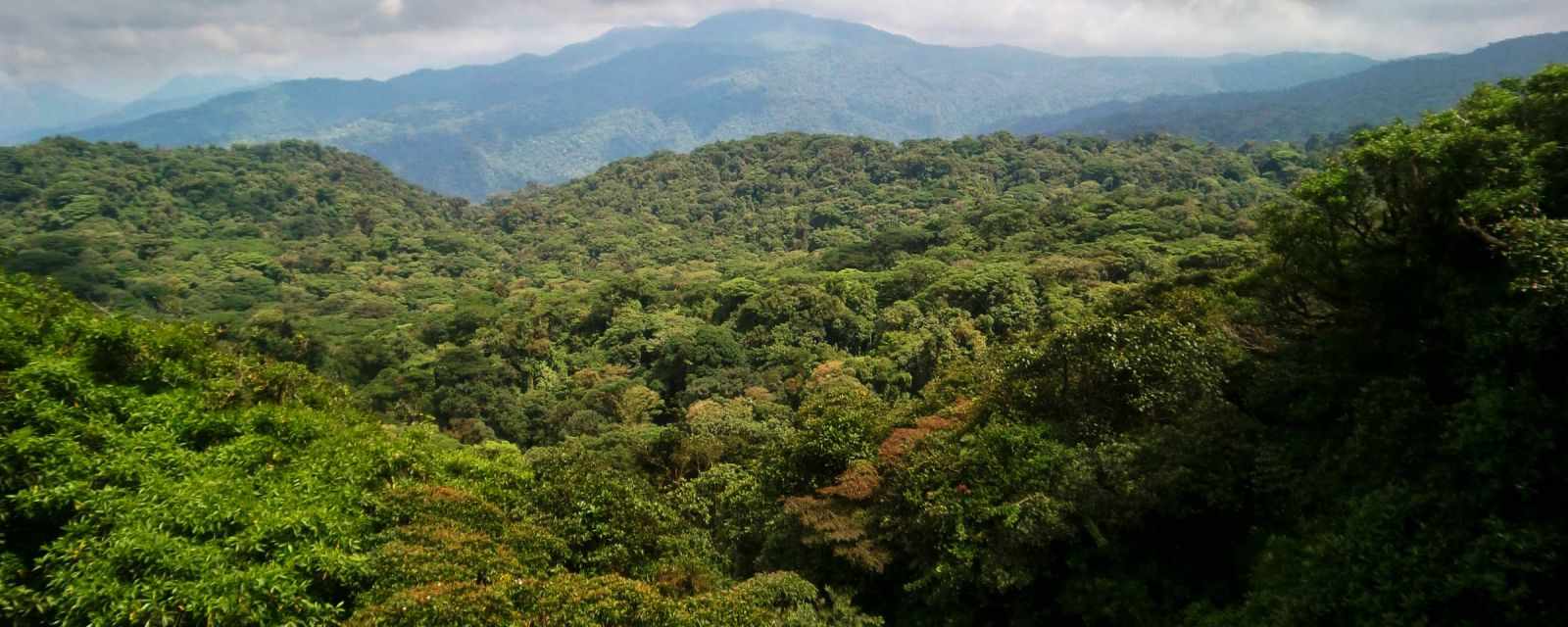 Santa Elena Cloud Forest