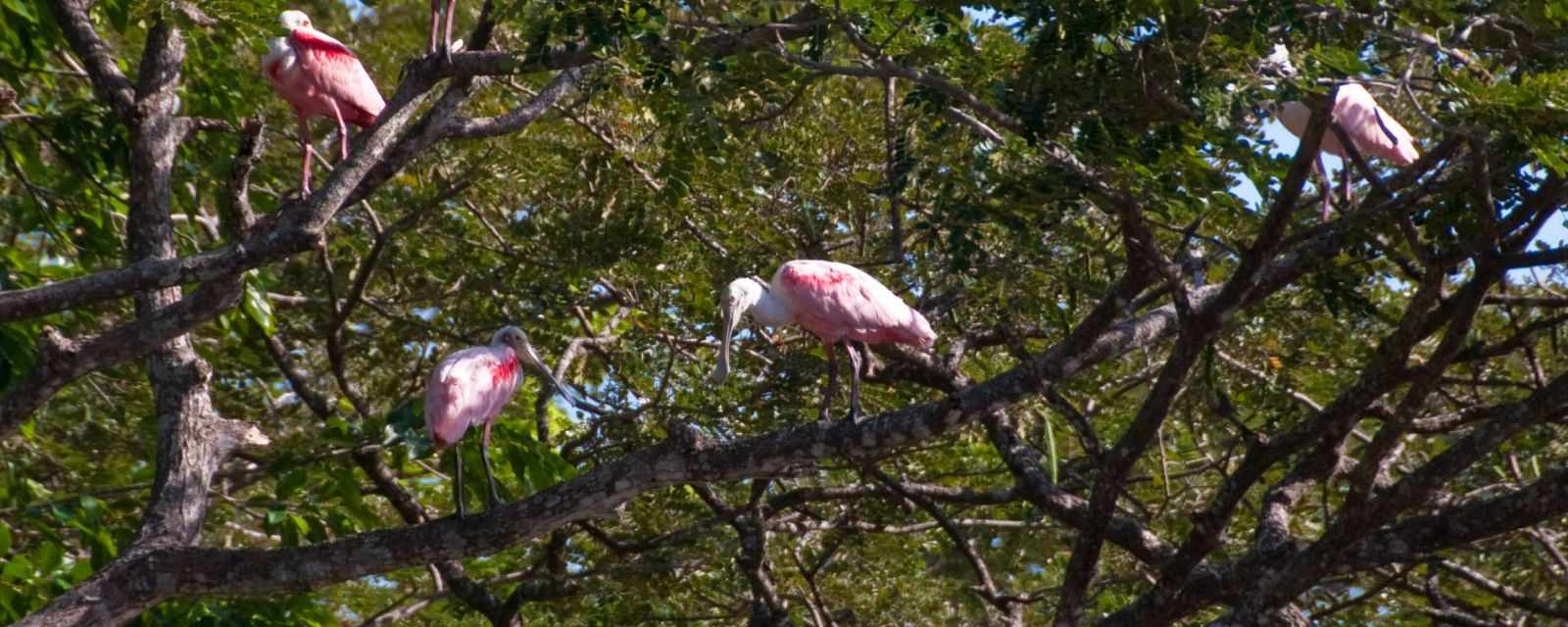 Birding in the Palo Verde National Park