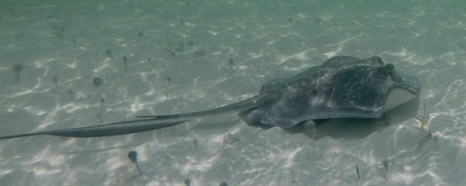 Snorkeling at Cayo Levisa