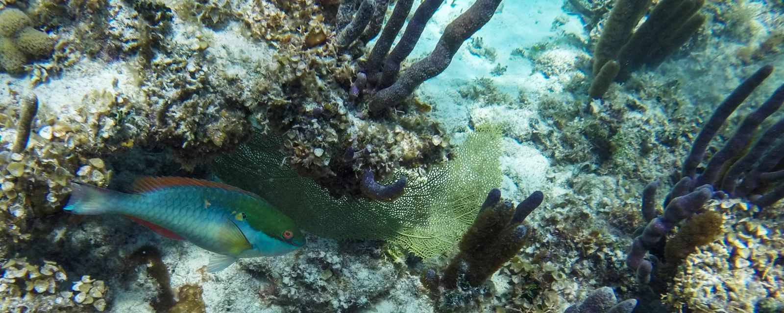 Snorkeling at Playa Larga in Cuba