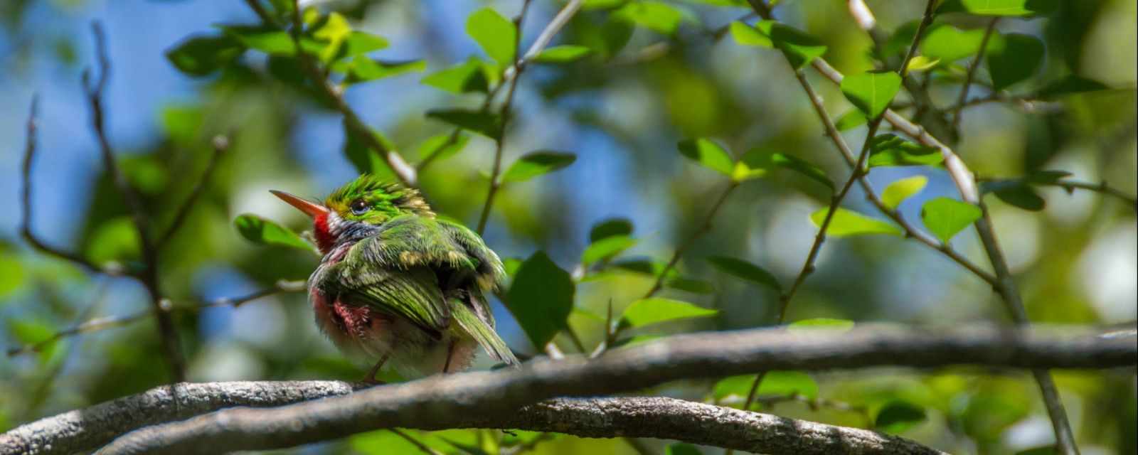 Birding at Zapata, Playa Larga