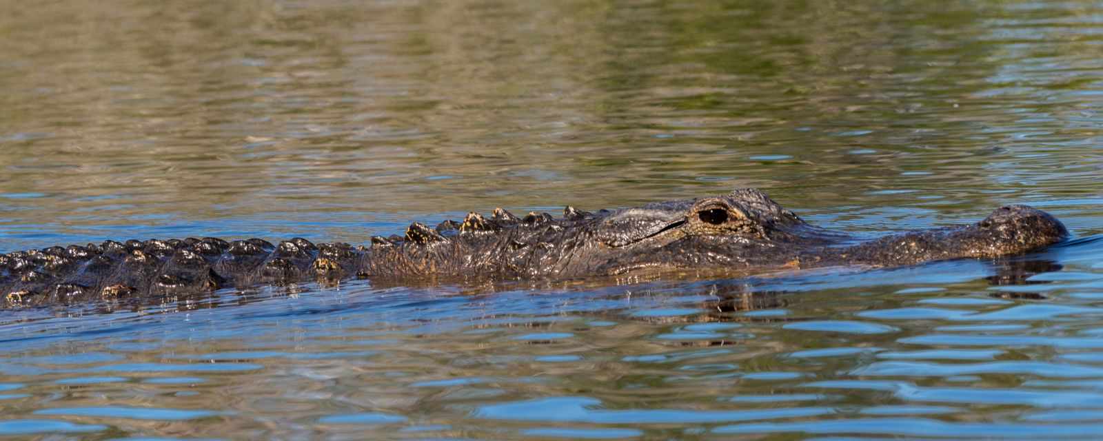  Everglades National Park in Florida - Best Time - 9 Things to Do