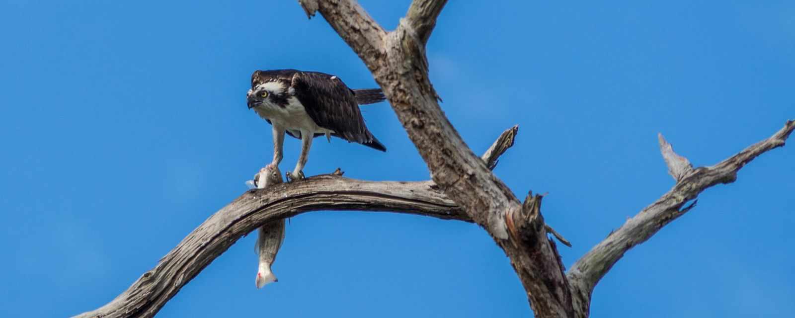 Birding and Beaches at Honeymoon Island in Florida