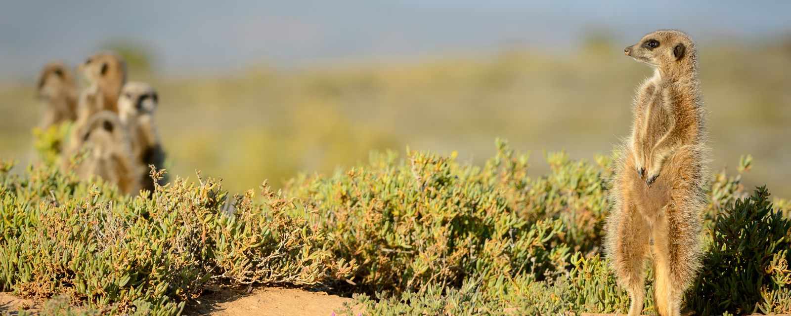 Meerkat Adventures in Oudtshoorn