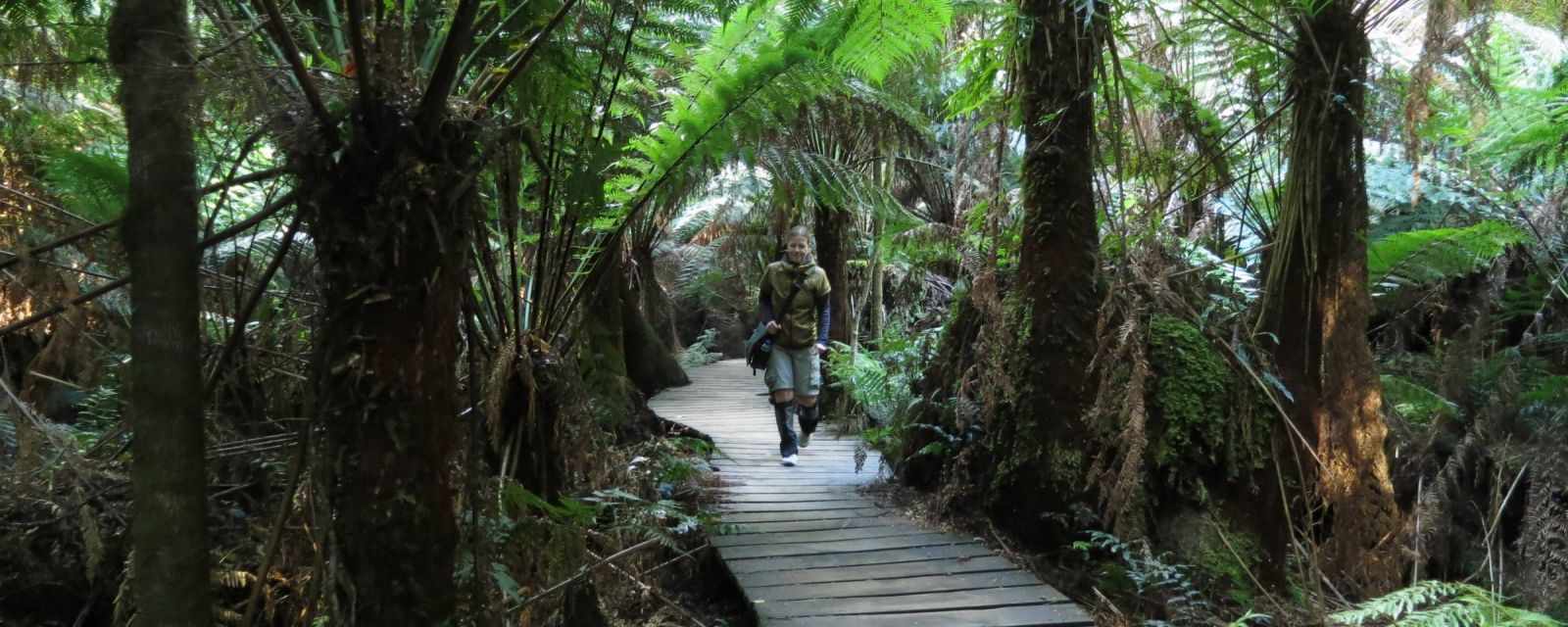 Maits Rest a Fantastic Rainforest at the Great Ocean Road