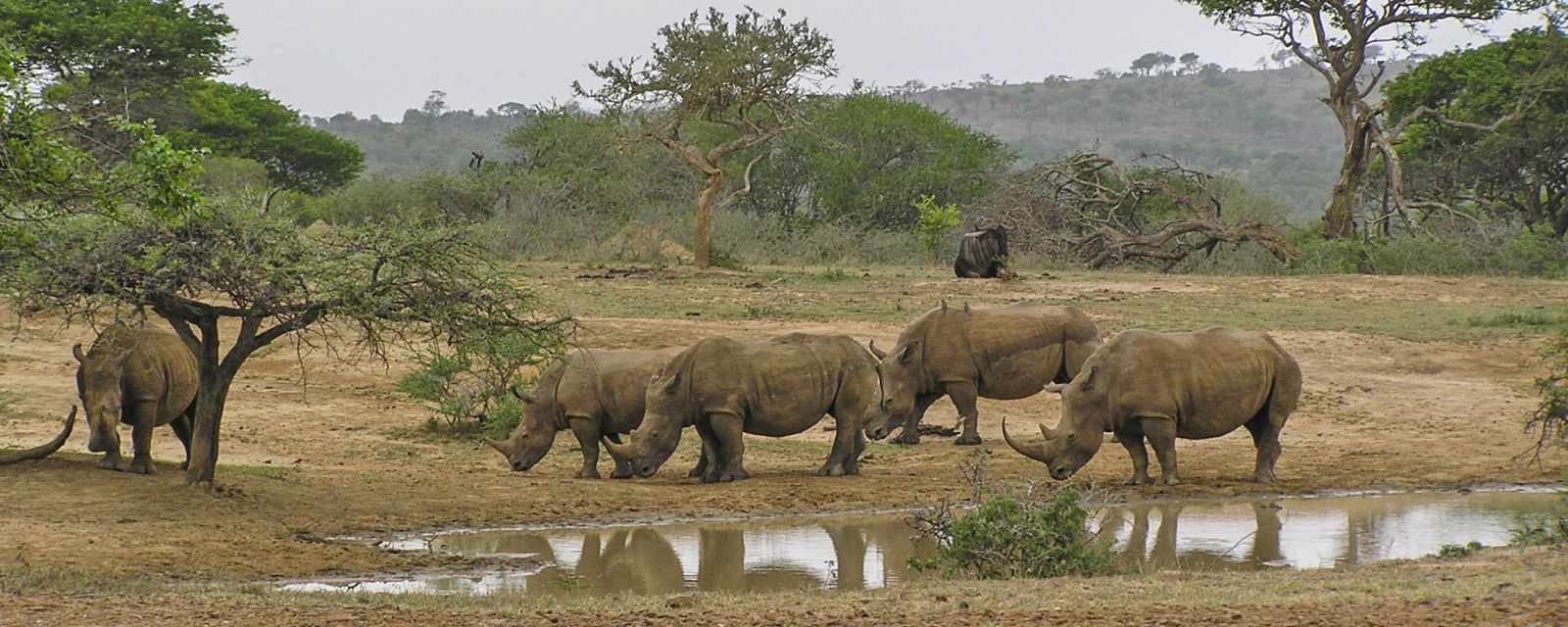 Rhinos in the Hluhluwe-iMfolozi Game Reserve