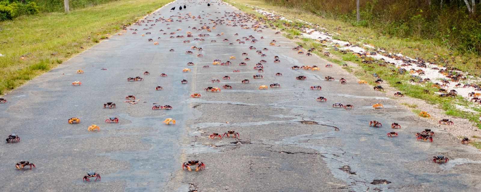 Crab Migration Playa Larga in Cuba