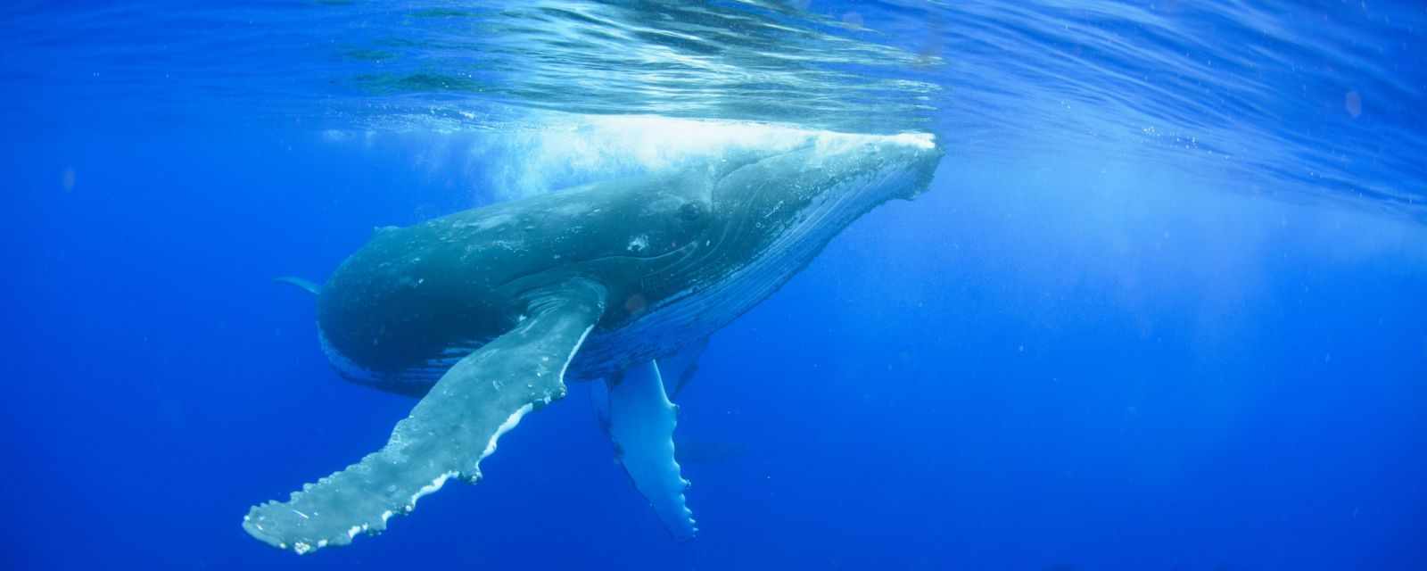 Swimming with Whales in Tonga - Tips and What to Experience