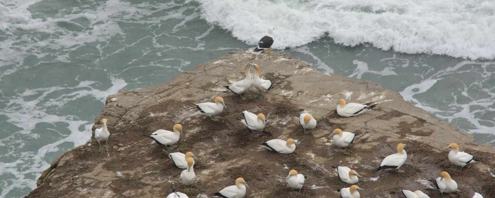 The Gannet Colony at Muriwai - 11 Facts