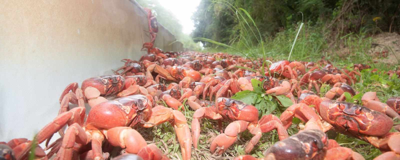 9 Facts About the Annual Crab Migration on Christmas Island
