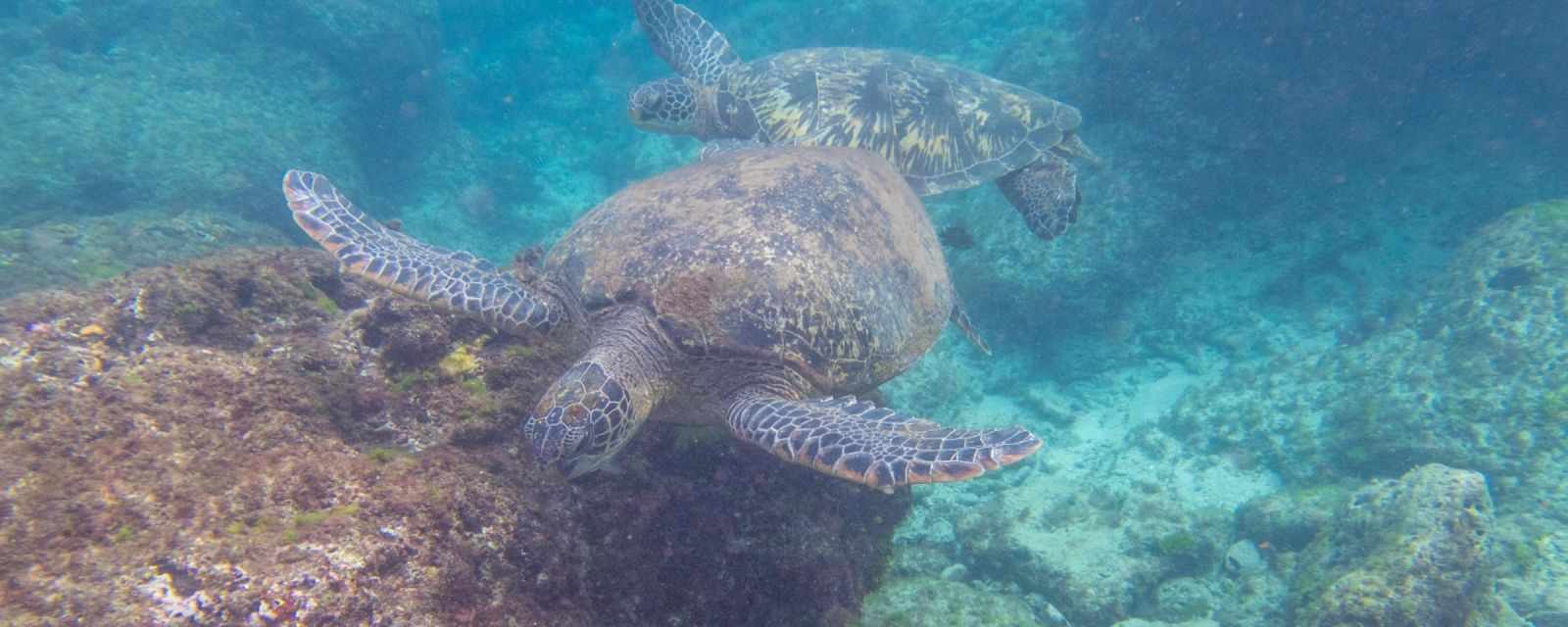 Green Sea Turtles at Xiao Liuqiu Island