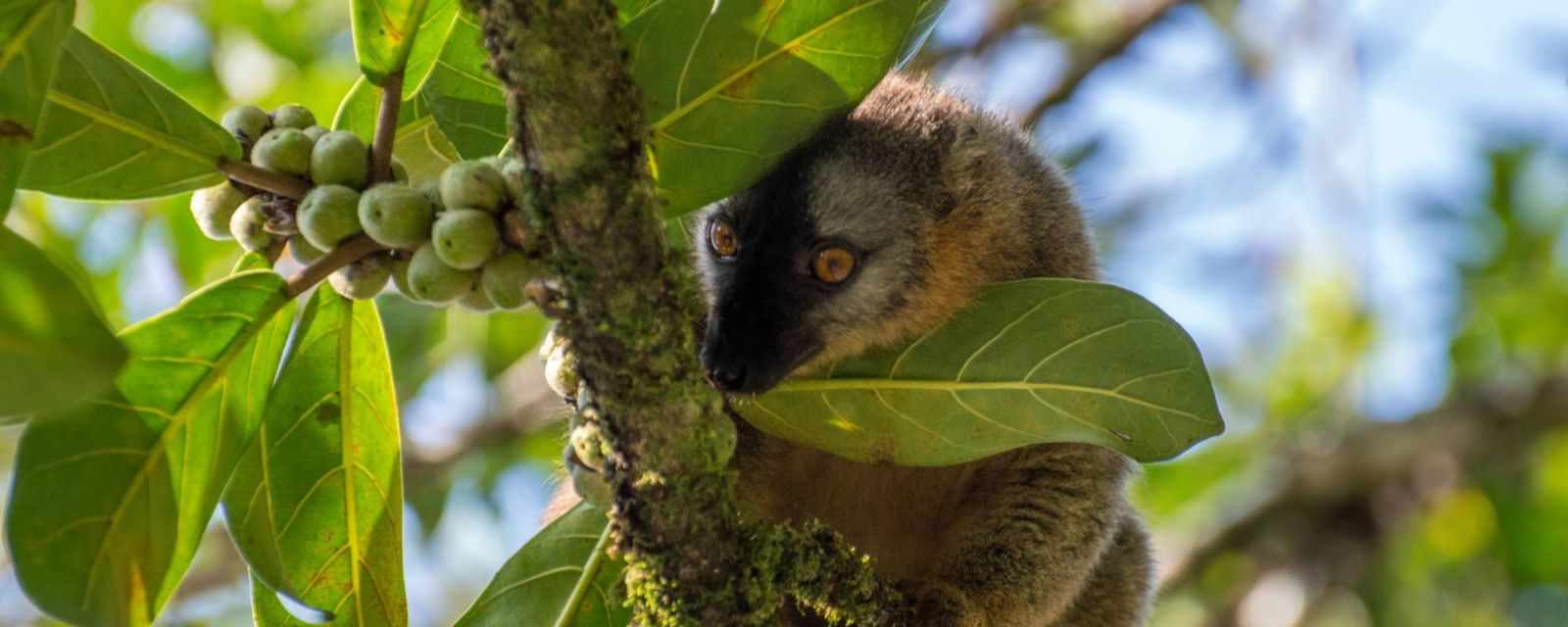 Lemurs in Ranomafana